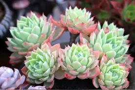 身不在江南，我的楼顶却有江南烟雨之美！图片