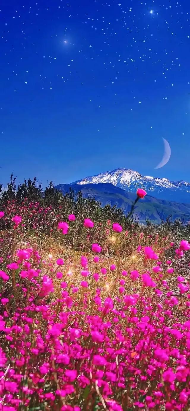 花朵壁纸|唯美清新|花团锦簇