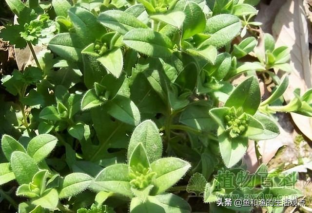 踏春必备“百草图”之三，身边那些有价值的野草，你能认识几种？