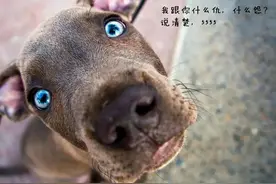 每日一笑，唐僧和孙悟空一起上非诚勿扰图片