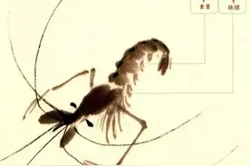 满满的干货，教你如何画虾图片