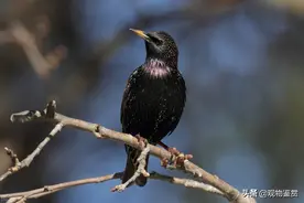 饲养八哥鸟，要注意防寒保暖，八哥最低能承受多少度图片