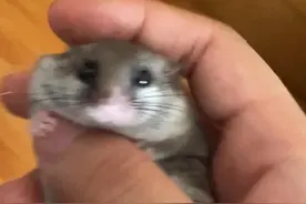 西班牙睡鼠怎么养不咬人亲人～心狠手辣调教型图片