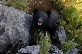 格斗练家子悬崖遭黑熊袭击，徒手搏斗将其打跑图片