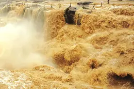 黄河每天冲鱼入海，大部分淡水鱼在海中活不了，它们都去哪里了图片