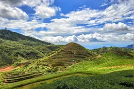 揭西大洋炒茶图片