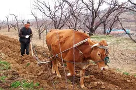 在生产队里，牲口就是农业机械，农业机械就是牲口，你别不信图片