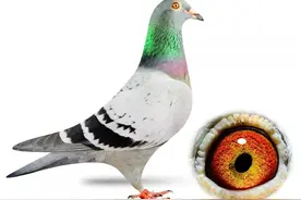 凭借一羽奶酪打天下，做出一棚冠军鸽，后代吸金超千万图片