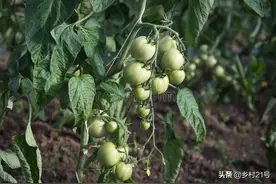 种植西红柿浇水你了解多少？这七点浇水诀窍要掌握，高产的关键图片