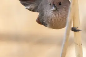 索尼A1助我如愿拍下了这可爱好动的小精灵图片