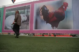 兽药知识｜硫酸黏菌素＋阿莫西林临床联合用药技术图片