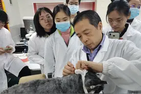 给猫狗把脉、针灸，这所医院用中医守护宠物健康图片
