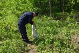 两条松花蛇结伴“闯”民宅，民警抓捕后放归山林图片