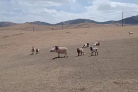 60斤羊能杀多少斤肉？众说纷纭，养羊小伙给出靠谱的说法图片