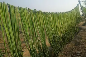 苔干为何被称为贡菜？它是什么制作而成的？为何不大力推广种植图片