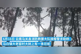 惊悚！3.2米长眼镜王蛇盘踞在10米高树，网友：要“升道渡仙”？图片