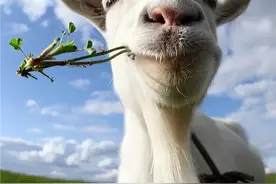 温顺如羊？为何司马迁在《史记》却说“贪如狼，狠如羊”呢？图片