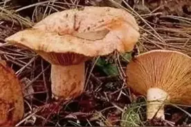 松树菇，家乡记忆的味道图片