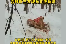 东北虎又又又又来了！下山吃自助、一顿半头牛，牛的钱谁来结？图片
