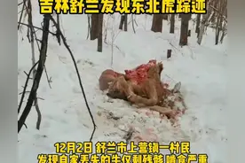 东北虎又又又又来了！下山吃自助、一顿半头牛，牛的钱谁来结？图片
