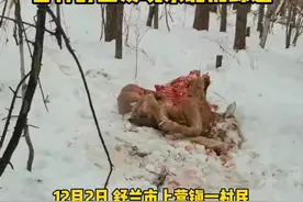 东北虎又又又又来了！下山吃自助、一顿半头牛，牛的钱谁来结？图片