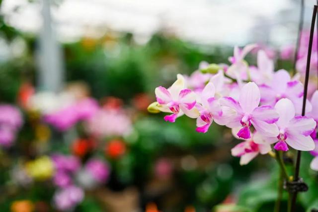 西安这个曾经全国最大的毛巾厂,现在竟搞起了花鸟鱼市的生意