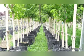 市种苗场培育“移动森林 ” 我市乔灌木栽植时间由3个月延长到7个月图片