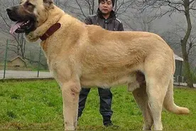 原来老祖宗是这样挑狗的，太神奇了图片