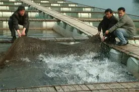 创6年新高价，一公斤卖出22元，持续上涨5个月，到底咋回事？图片