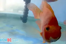 big fish是“一条大鱼吗”？cold fish又是什么意思？图片