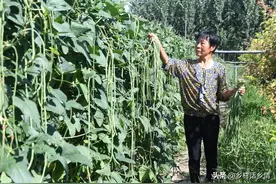 豆角、豇豆、芸豆一穴留几棵苗？怎么浇水和施肥？怎样才能结荚多图片