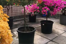 热天养三角梅，最怕“4件事”，规避后开成大花树，否则很难开花图片