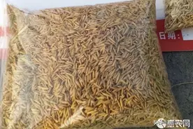 水稻种子发芽的条件有哪些？怎么催芽发芽快？图片