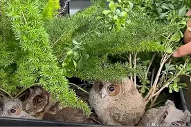广西男子回郊外别墅，发现阳台绿植里蹲了4只猫头鹰，能摸不怕人图片