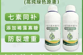 做好这四点，柑橘又是丰收年图片
