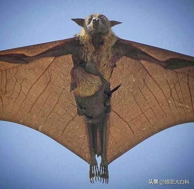 死人手指 死人手指蘑菇(图33) 死人手指 死人手指蘑菇(图33)