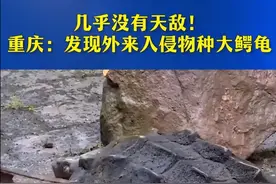 放生池惊现50斤巨型怪龟！没牙也能咬断手指，河里没天敌图片