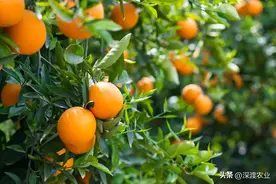 果实快速膨大、色泽鲜亮、口感香甜的宝贝图片