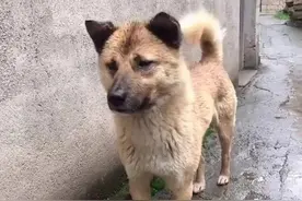 浙江一老人去世后，狗狗被接到城里却跑40多公里路回家，原地痴等图片