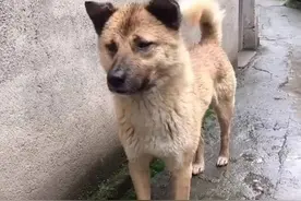 浙江一老人去世后，狗狗被接到城里却跑40多公里路回家，原地痴等图片