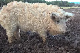 令人惊叹的九种杂交动物，长得像羊的猪，体重竟然重达500公斤图片