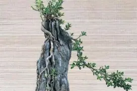 六月雪盆景，失型和黄叶，这5个原因不解决，春天只剩花盆图片