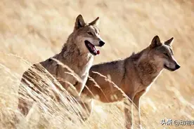 四十年前，我们遇到十多只狼合围羊群，紧急应对竟然干掉四只狼图片