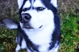 养狗久了才知道，它拿头“拱我”，是想告诉我这8件事图片