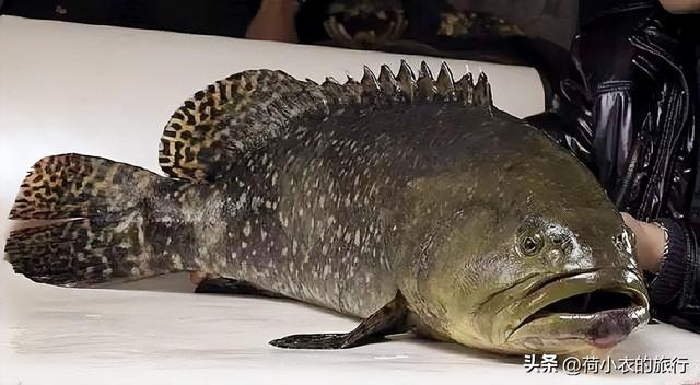 饮花胶汤肚子痛 2026年饮花胶汤肚子痛正常吗