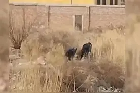 恶犬咬死人原因找出来了 如果不管悲剧将会重演图片