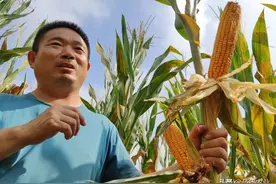 粮食可以人工合成吗？专家：已取得重大突破，离实际应用还很遥远图片