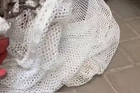 沪上小区惊现“捕兽夹” 有猫咪右前腿被夹断 爱心居民将它紧急救助送医图片