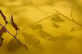 《红楼梦》里人物的服饰是清朝还是明朝？图片