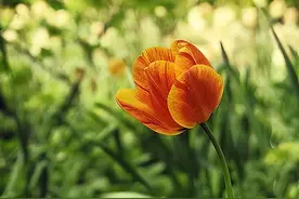 双子座的合适伴侣图片